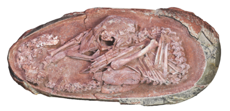 Baby Yingliang measures 10.6 in (27 cm) long from head to tail and rests inside a 6.7 inch-long egg at the Yingliang Stone Nature History Museum in China. 